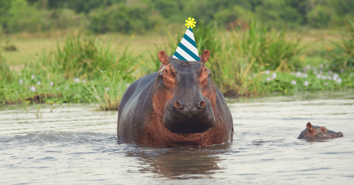 hippo met feesthoedje